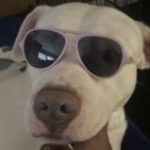 Profile photo of Tooodamngolden